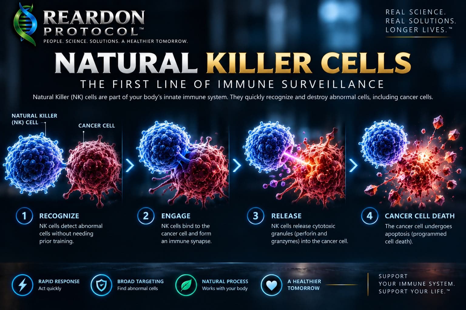 Four steps showing a natural killer cell recognizing, engaging and releasing granules into a cancer cell, which then undergoes programmed cell death.