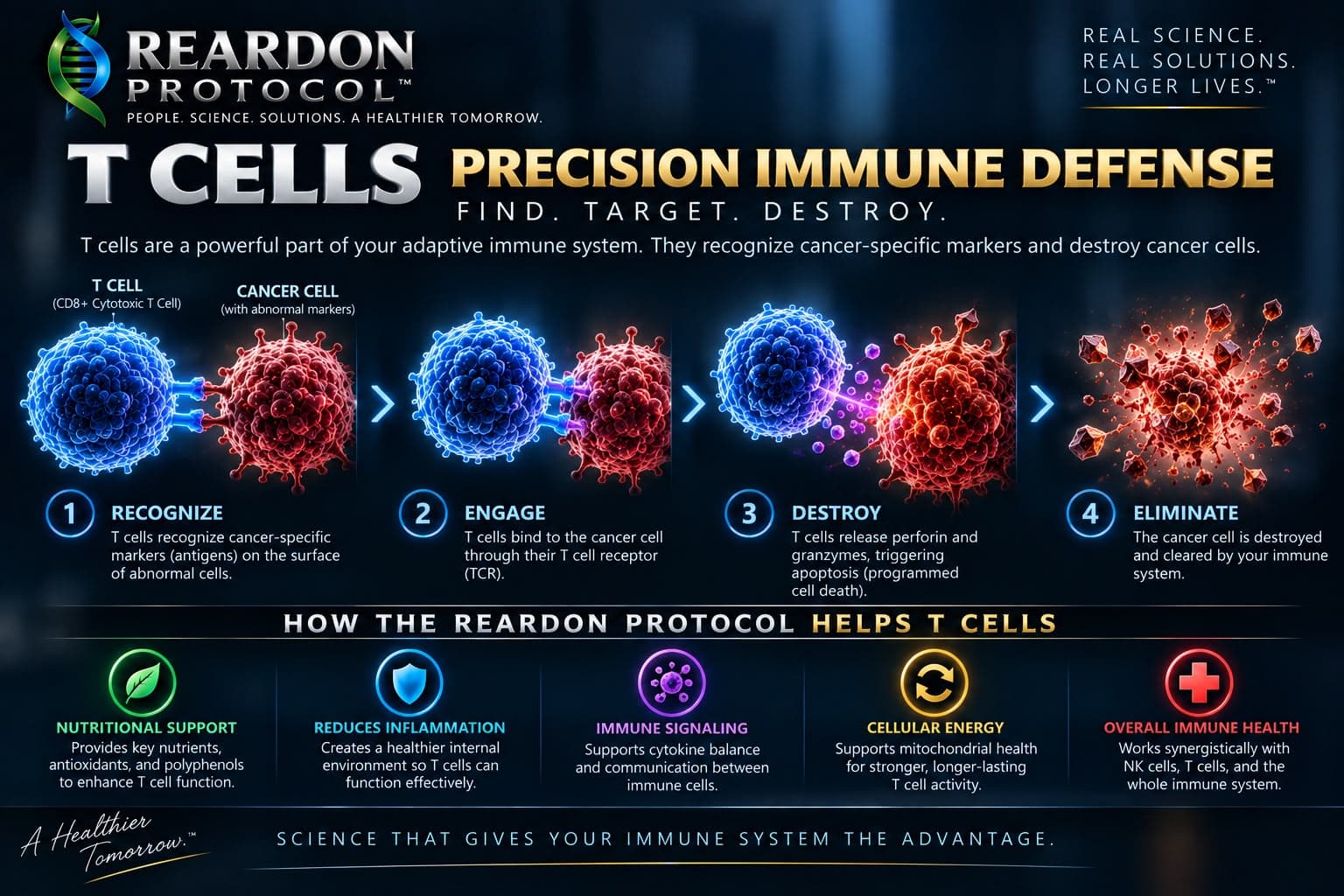Four steps showing a T cell recognizing, engaging and destroying a cancer cell, with five ways the protocol supports T-cell function: nutrition, less inflammation, immune signaling, cellular energy and overall immune health.